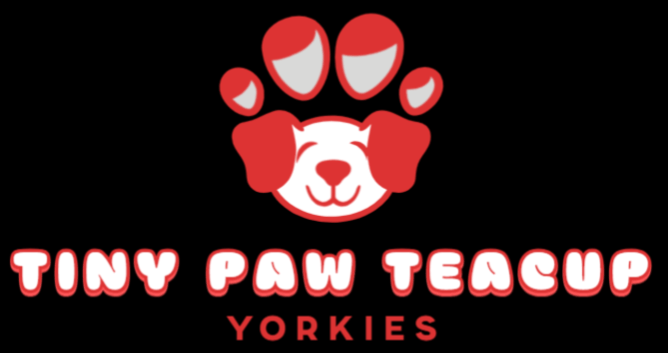 Tiny Teacup Yorkies