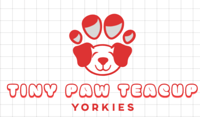 Tiny Teacup Yorkies